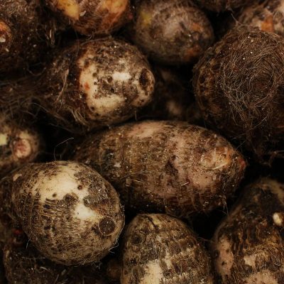 A high-quality image showcasing a close-up view of freshly harvested taro roots, capturing their natural texture and color.